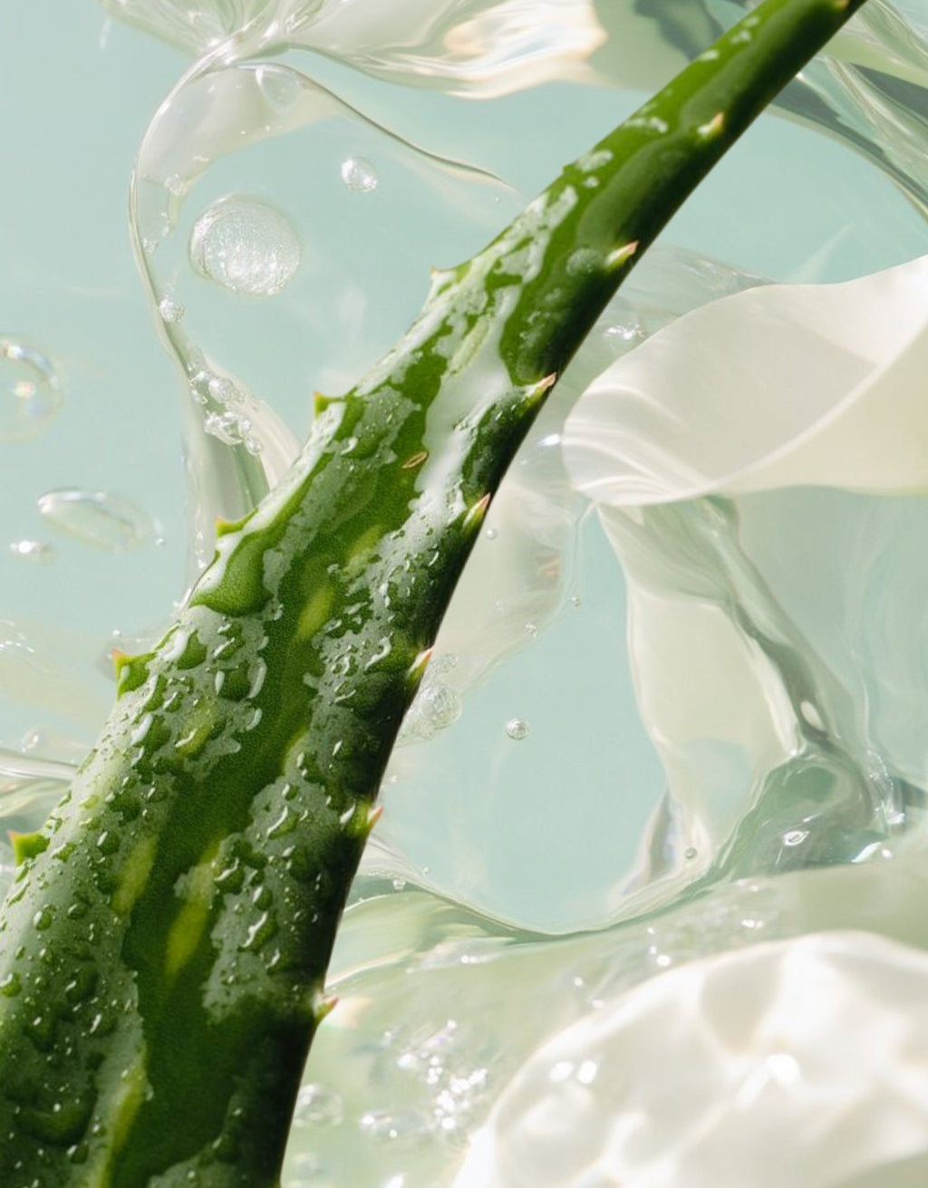 Aloe-Vera Linie